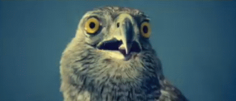 BB59889C-9758-4EB9-B3CB-1BAC64CDCD95.gif