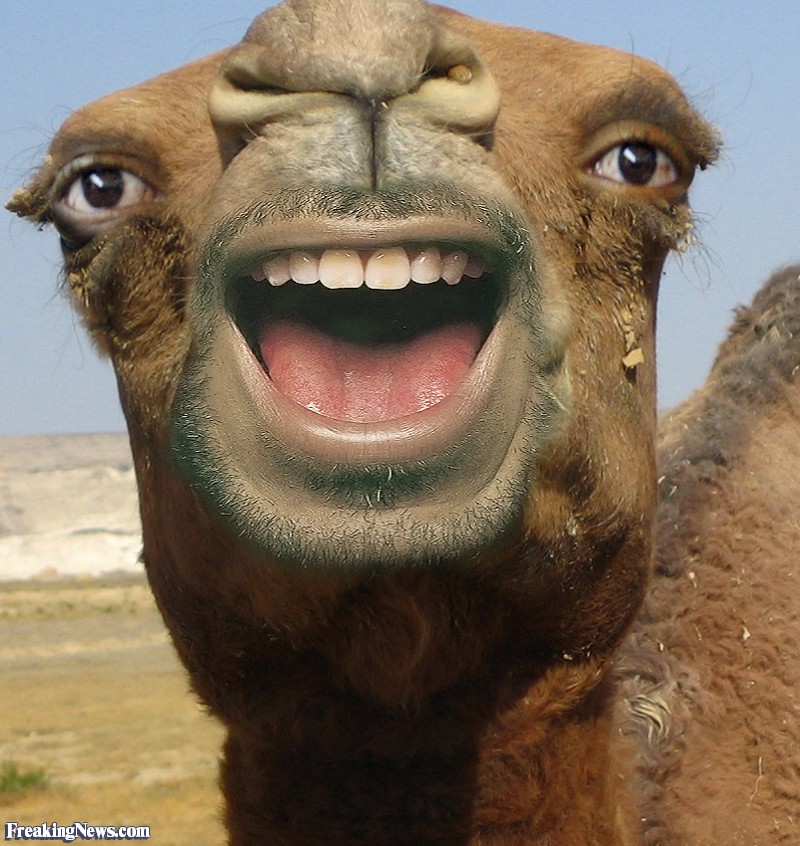 Bearded-Camel--66965.jpg
