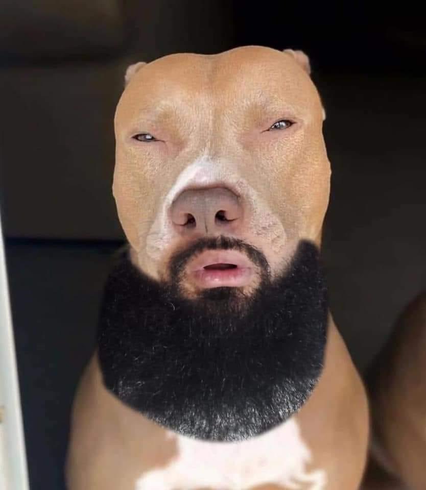 bearded dog.jpg