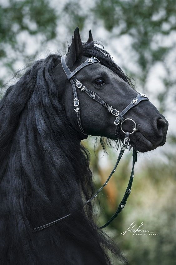 beautiful-picture-of-a-black-horse-with-a-black-bridle.jpeg