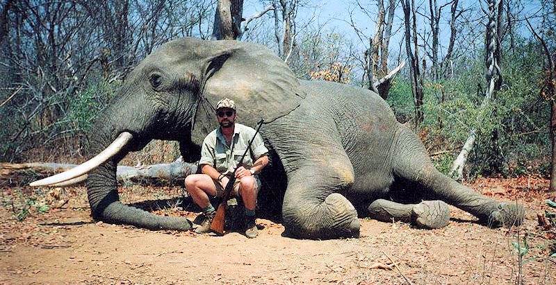 bg_bg_elephant.jpg