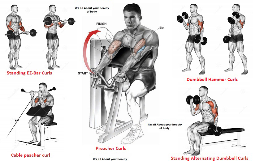 Bicep-Training.jpg