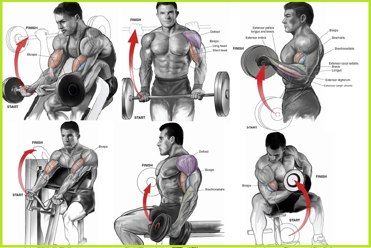 biceps-workouts..jpg