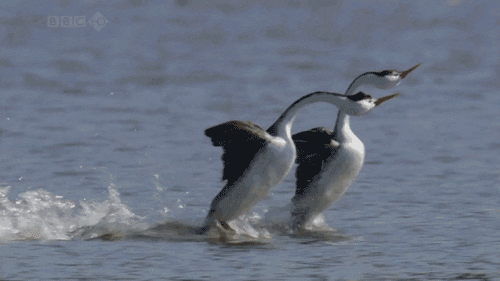 birds.gif