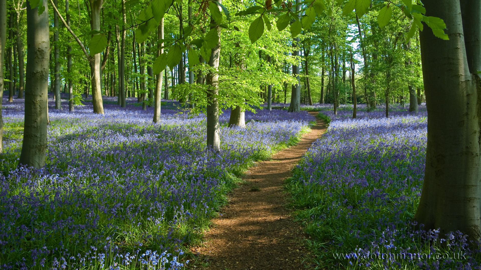 bluebell_wood-coton_manor.jpg