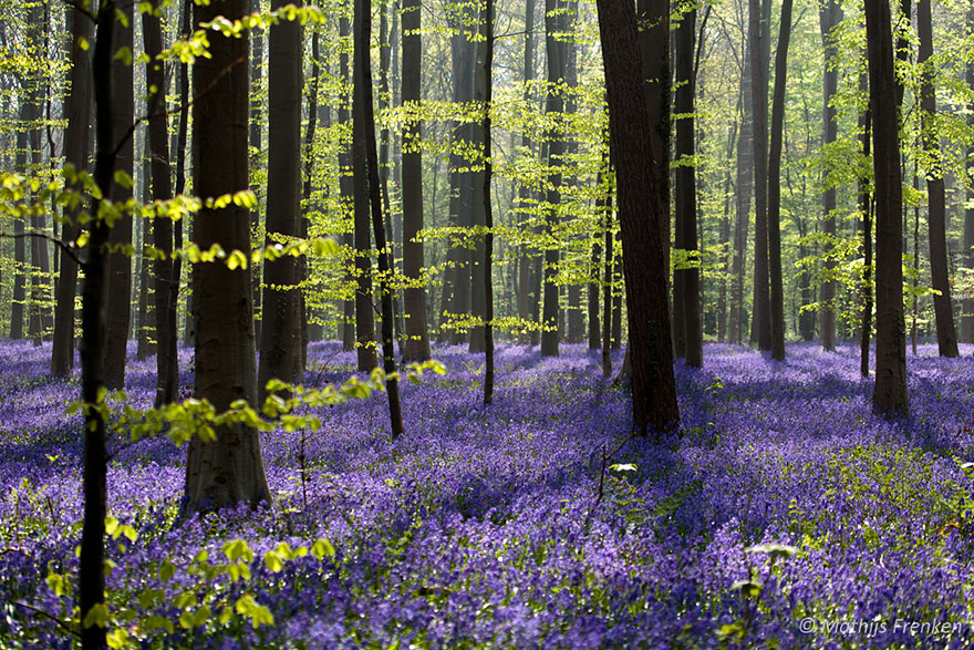 bluebells-blooming-hallerbos-forest-belgium-11.jpg