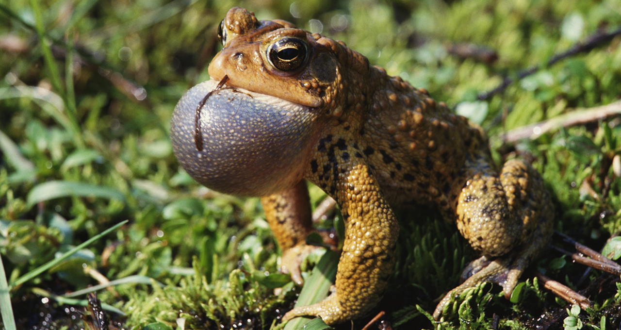 bullfrog_full.jpg