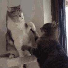 C6FFC5D9-8353-445C-B129-58DD33E3BF1C.gif