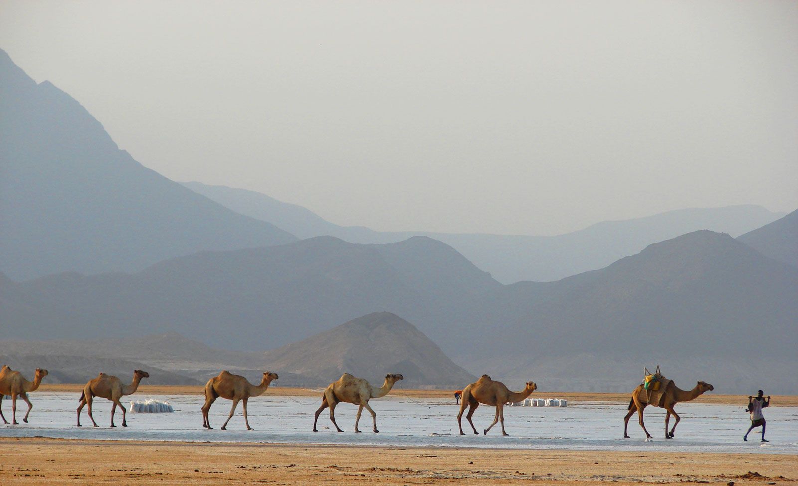 Camel-caravan-Lake-Assal-Djibouti (1).jpg