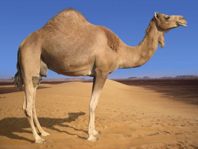 Camel.jpg