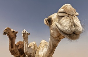 camel0027s-nose.jpg