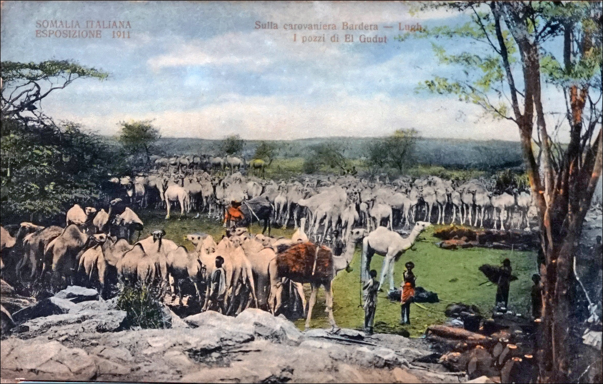 camels.jpg