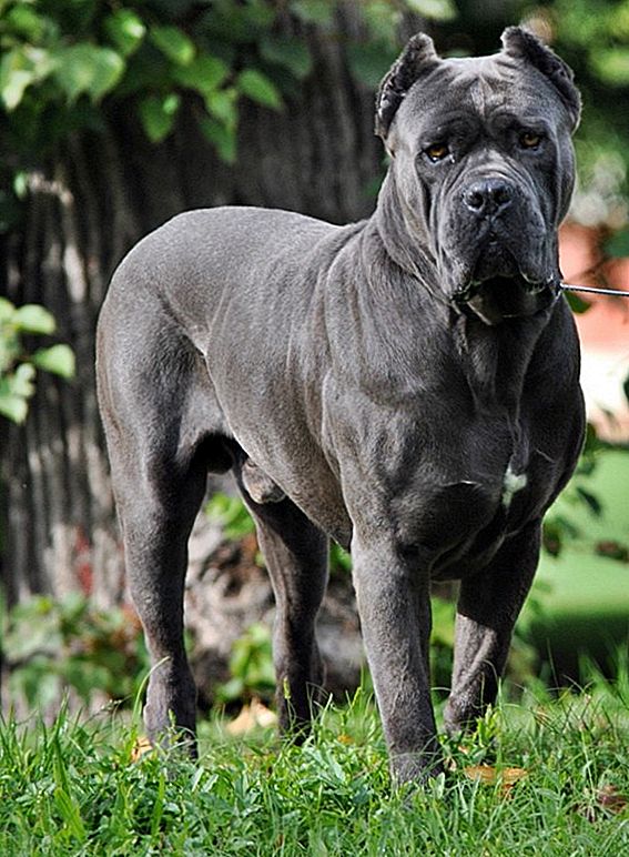 cane.jpg