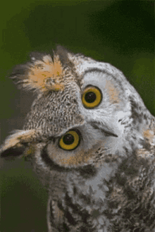 capisce-owl.gif