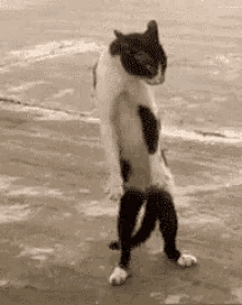 cat-dancing.gif