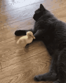 cat-duck.gif
