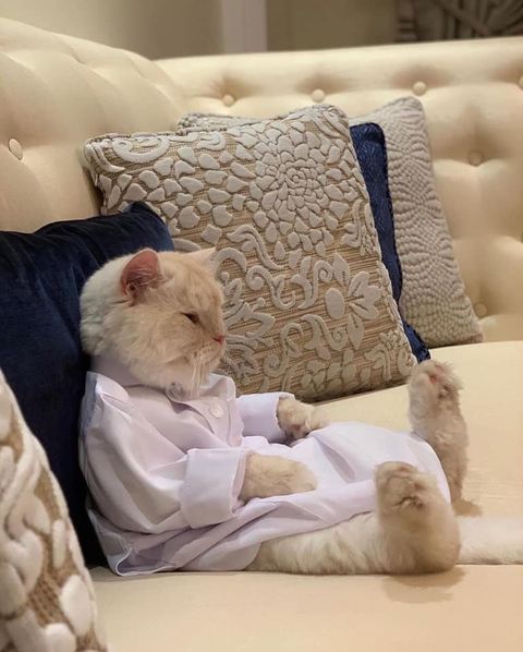 cat.jpeg
