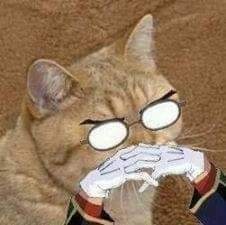 cat.jpg