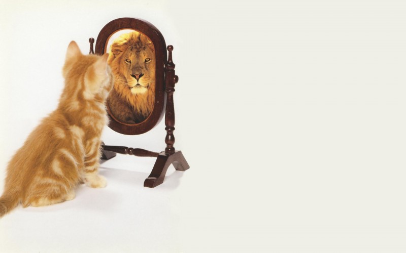 Cat-Sees-Lion-mirror-e1450310267514.jpg