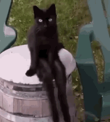 cat-sit.gif