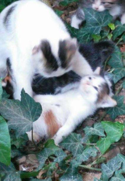 cat tragedy.jpg