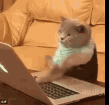 cat-typing-fast-gif-2.gif