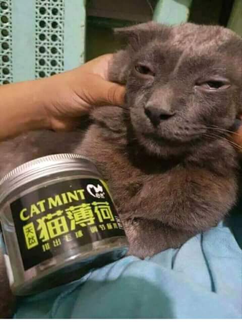 catmint22.jpg