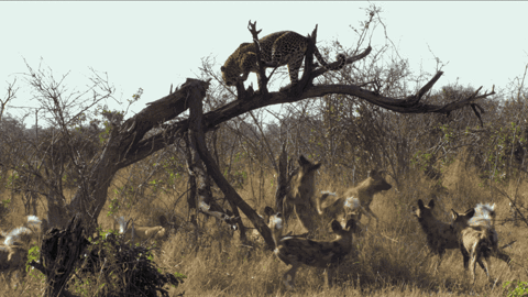 cheetah gif.gif