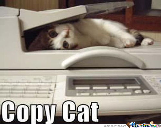 copy-cat_o_233889.jpg