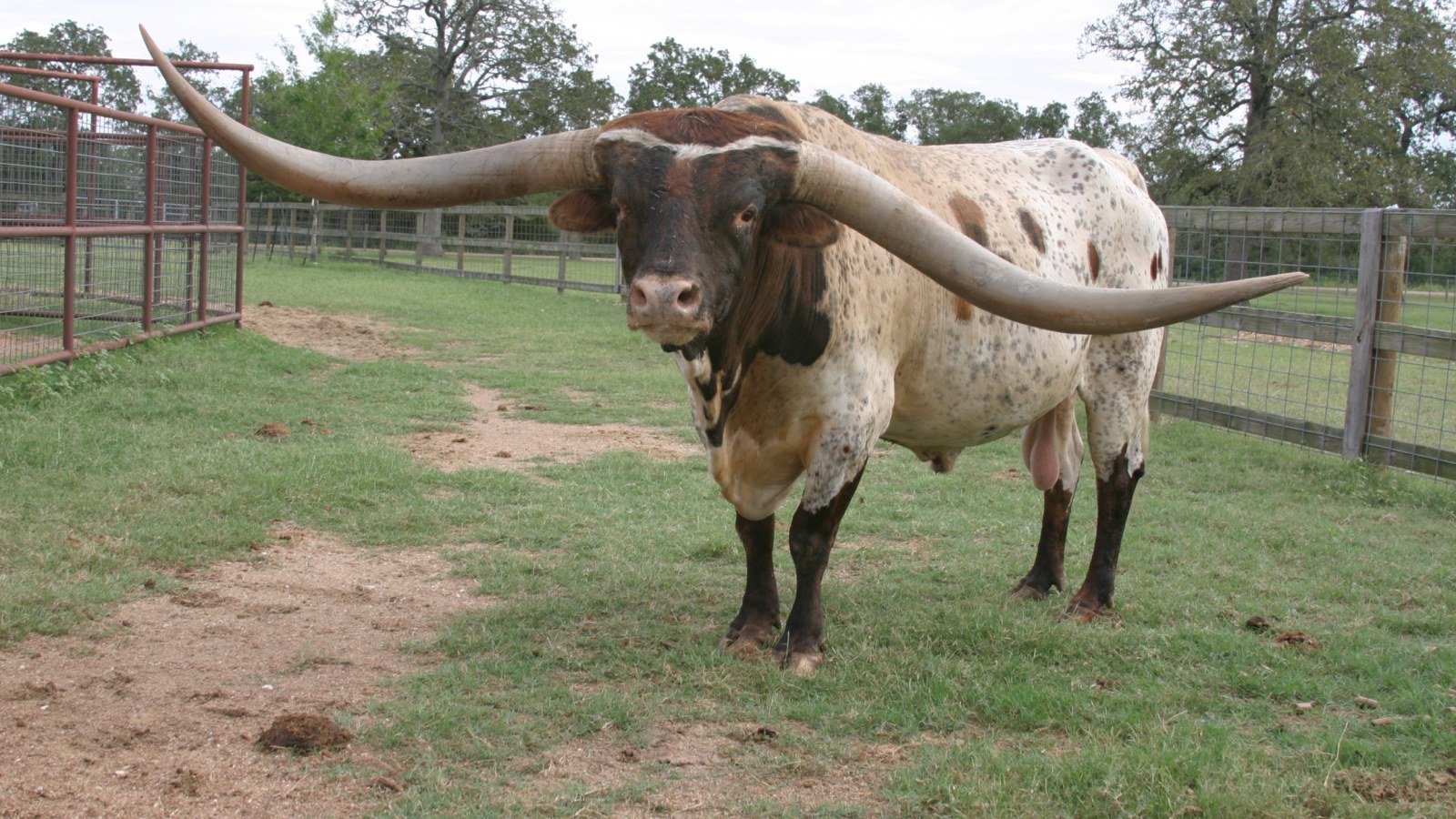 cowboy-tuff-chex-world-record-bull.jpg