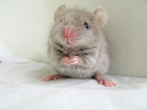 Cute-mouse-i-found-on-the-internet-D-egomouse-16282072-500-375.jpg