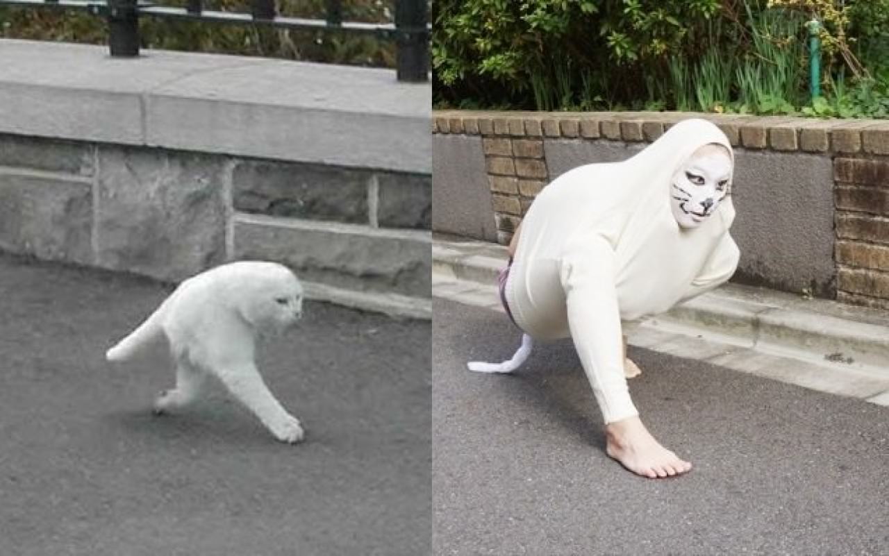 cutecat33.jpg
