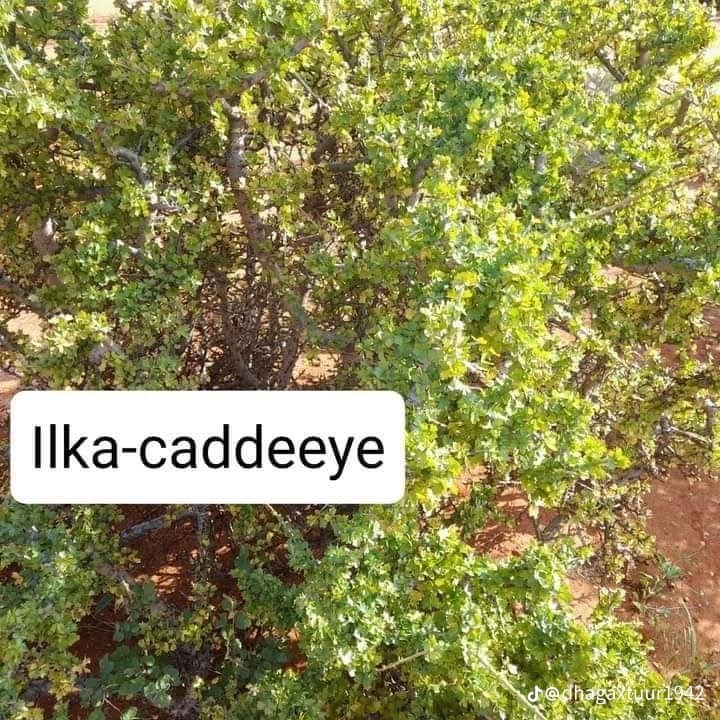 D6FD6AAA-E7C2-43DA-9465-2C81DD9DC2E2.jpeg