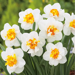Daffodil Flower Drift DN14.jpg