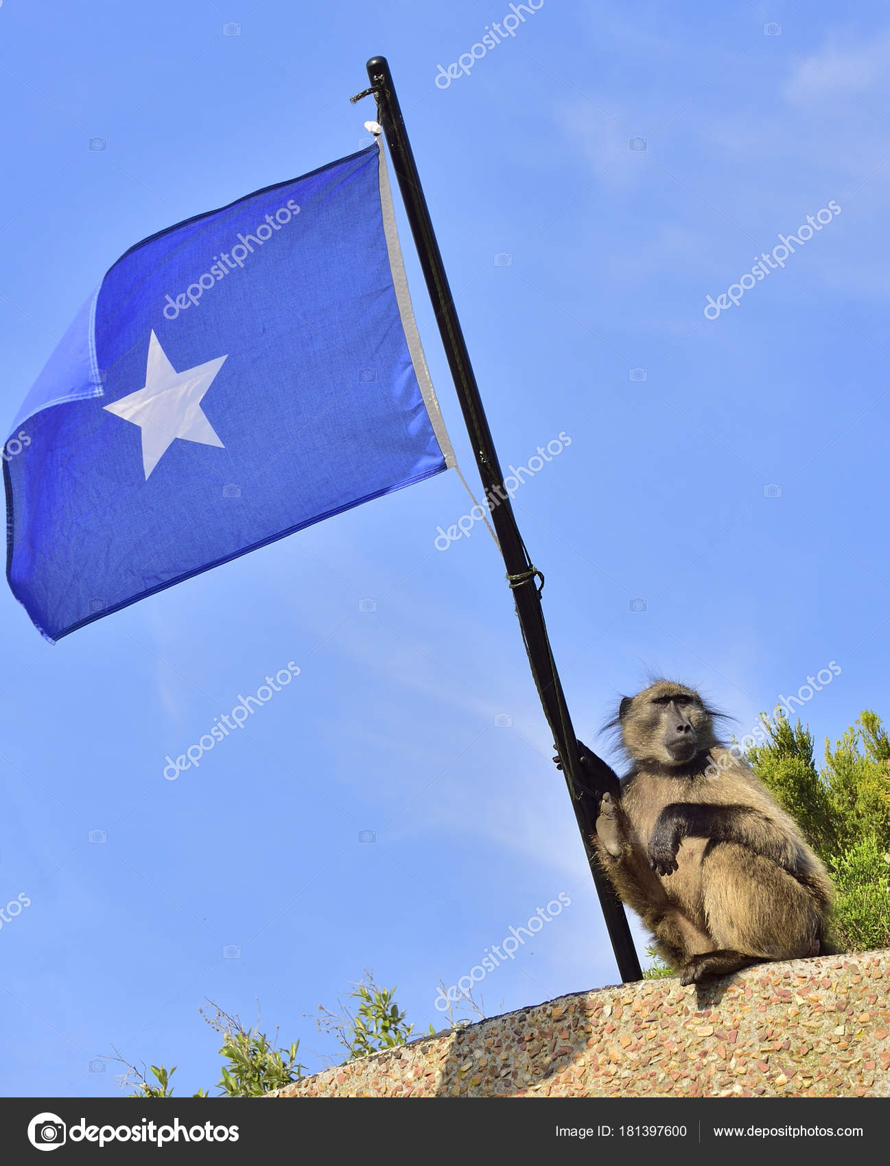 depositphotos_181397600-stock-photo-baboon-somali-flag-blue-sky.jpg