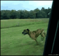 dumb dog.gif