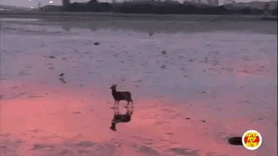 E69BAD91-AB25-44CD-9929-6E2271E7EEC2.gif