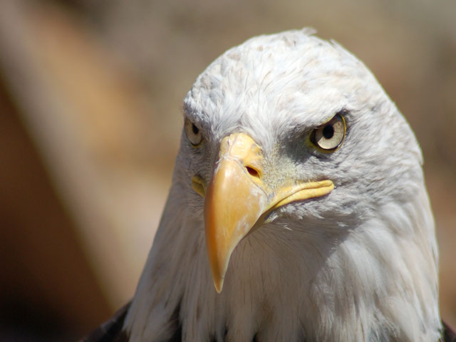 eagle-stare.jpg
