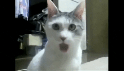 ElderlyGrimyFruitbat-small.gif