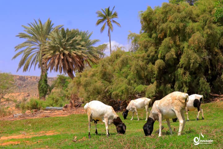 Eyl Goats.jpeg