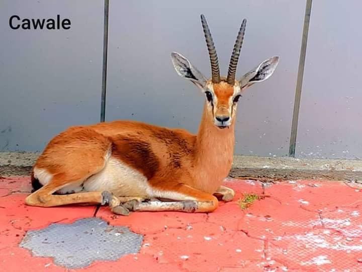 Eyl wildlife.jpeg