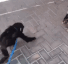 ezgif.com-gif-maker (1).gif