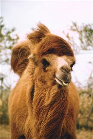 f514f7922180a86529a3f726edc88302--bactrian-camel-vacation-ideas.jpg
