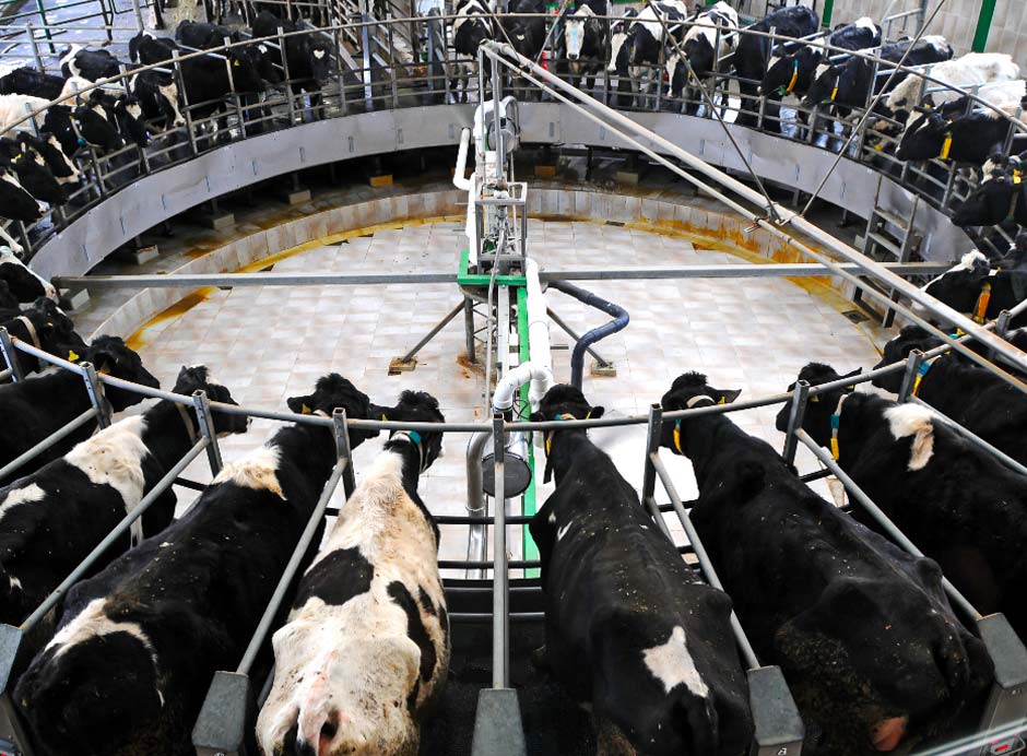 factory_cattle.jpg