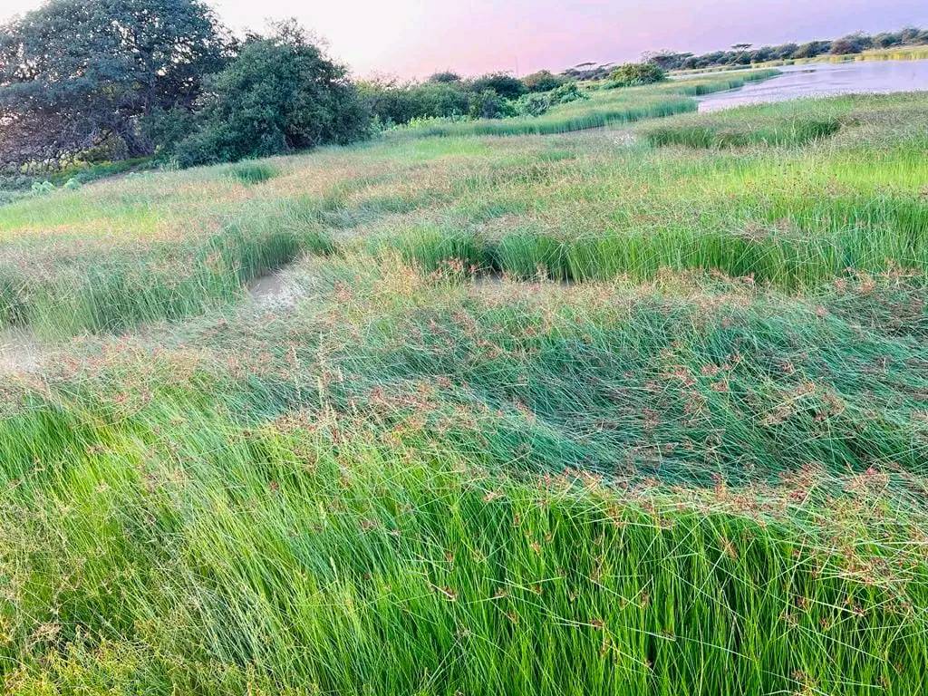 field.jpeg