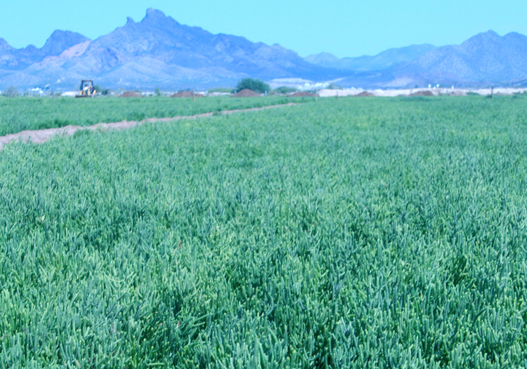 Field-of-salicornia.jpg