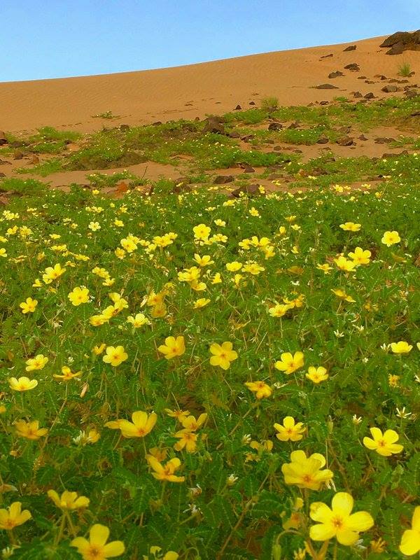 flower-desert-saudi-arabia-3.jpg