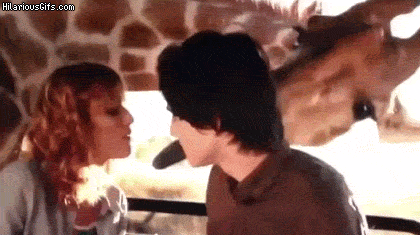 french-kissed-by-a-giraffe-8zAEphE.gif