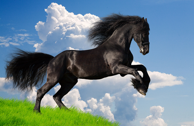 friesian-horse.jpg