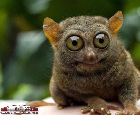 funny-animal-with-big-eyes-11.jpg
